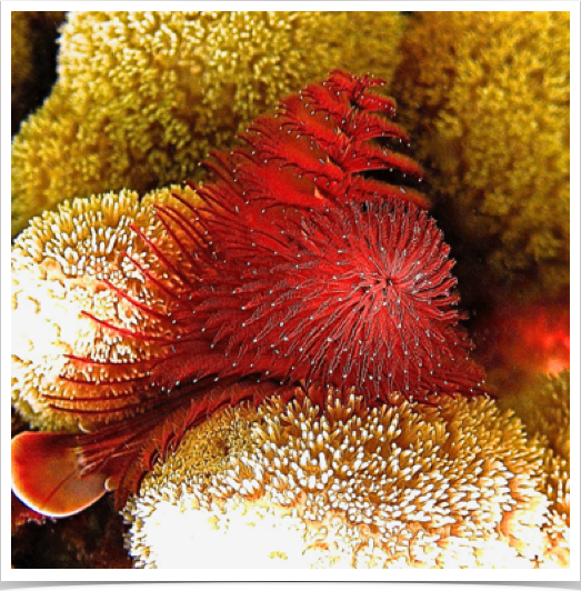 Christmas Tree Worm (Spirobranchus giganteus) with spiraling crowns of radioles. Christmas Tree Worm (Spirobranchus giganteus) with spiraling crowns of radioles.
